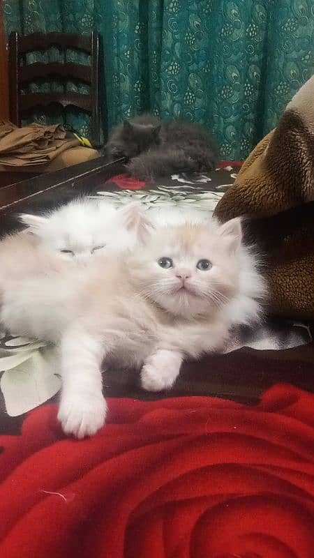 American parsihan panuch face kitten 3 female n 1 male 42 days age 8