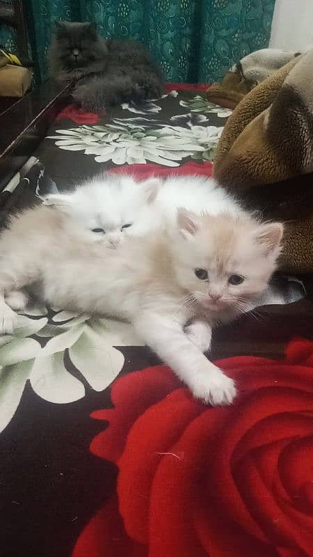 American parsihan panuch face kitten 3 female n 1 male 42 days age 9