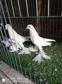 white pom chick's pair