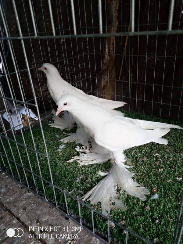 white pom chick's pair 1