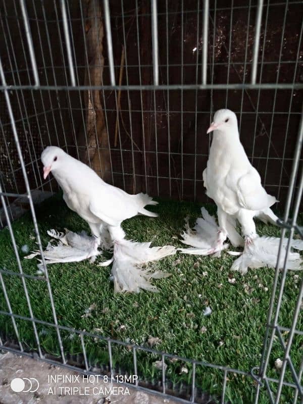 white pom chick's pair 2