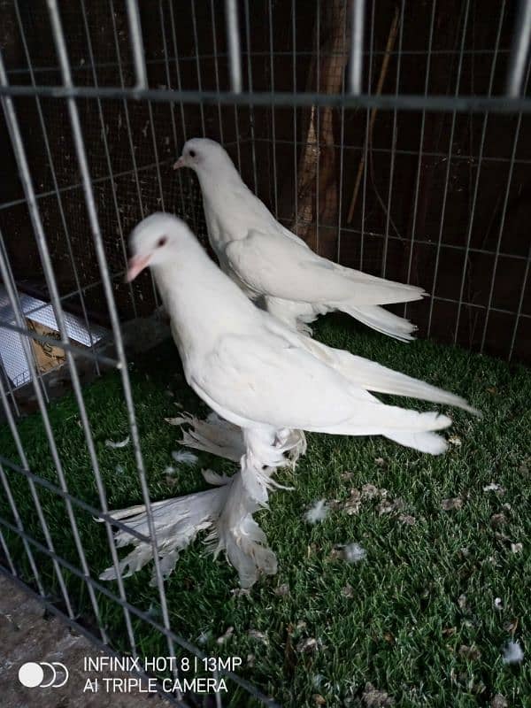 white pom chick's pair 3