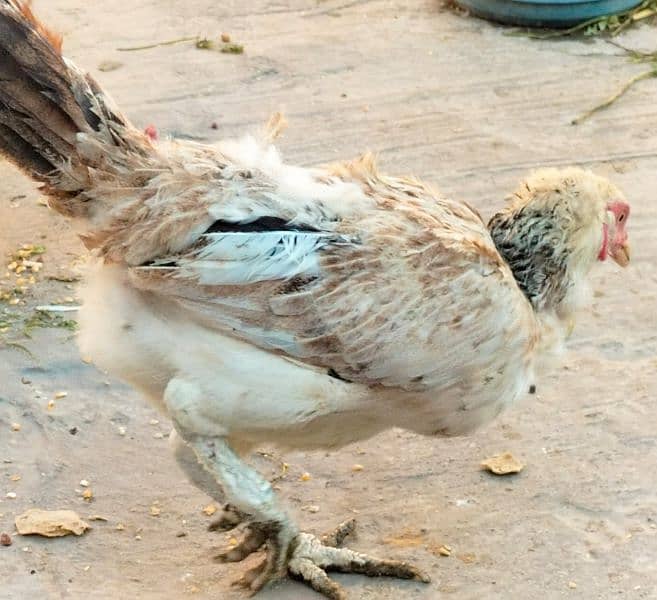 "ASEEL & GOLDEN MISRI CHICKENS – HEALTHY & EGG-LAYING!" 15