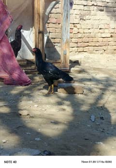 two mianwali hens for sale