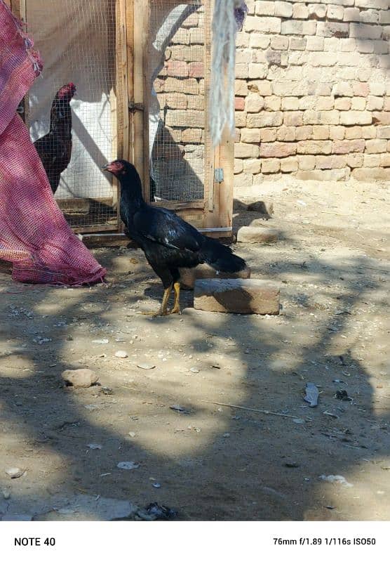 two mianwali hens for sale 0