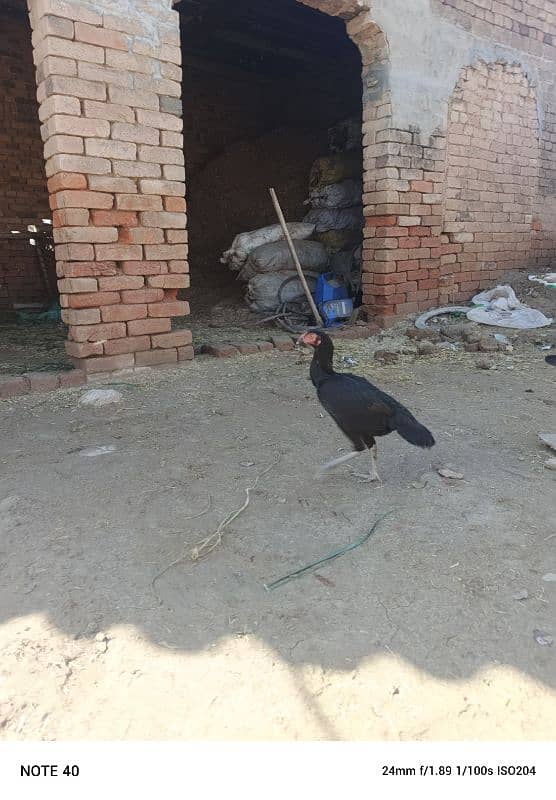 two mianwali hens for sale 1