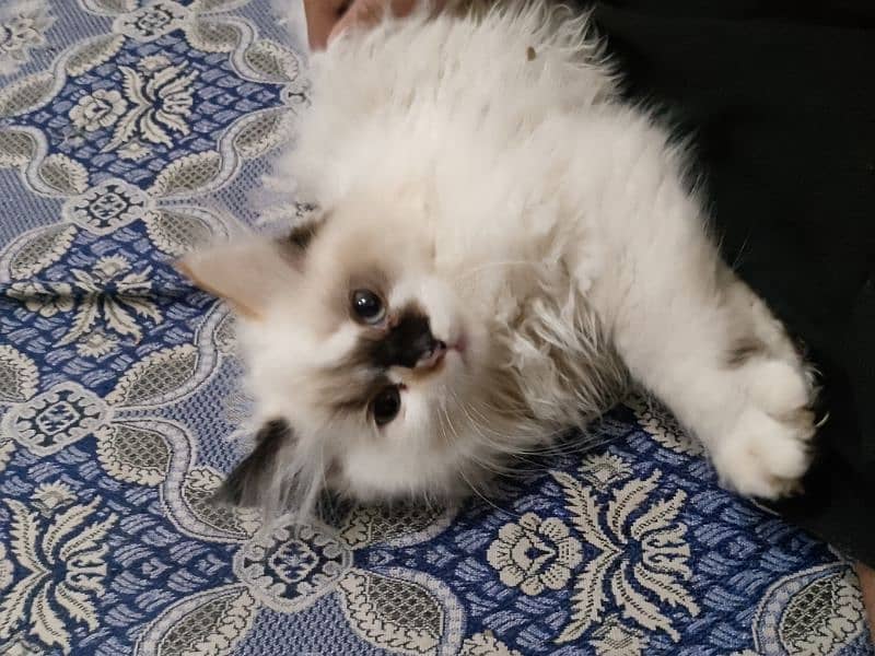 Persian cat 0