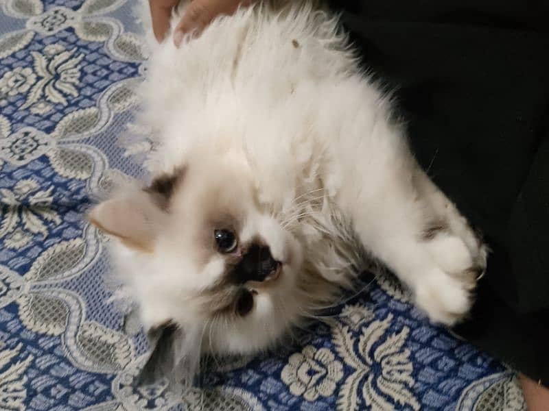 Persian cat 1