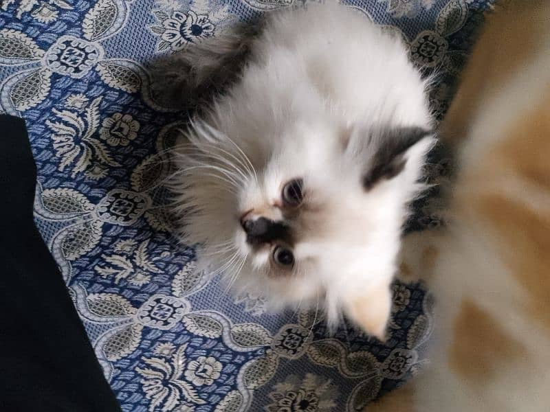 Persian cat 2