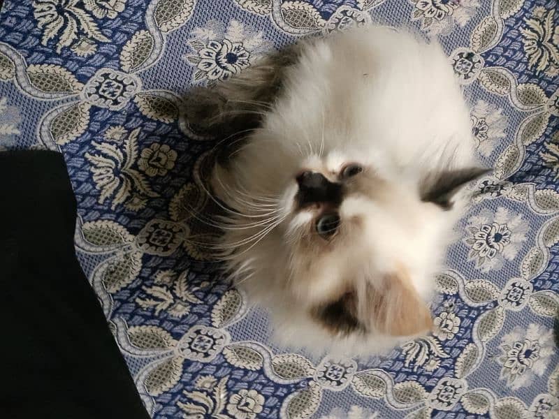 Persian cat 3