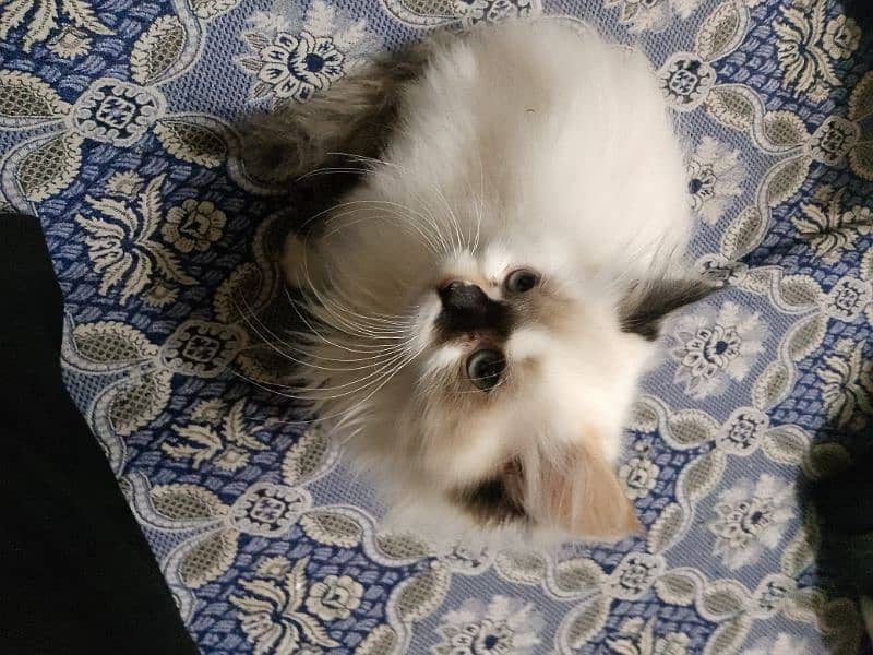 Persian cat 4