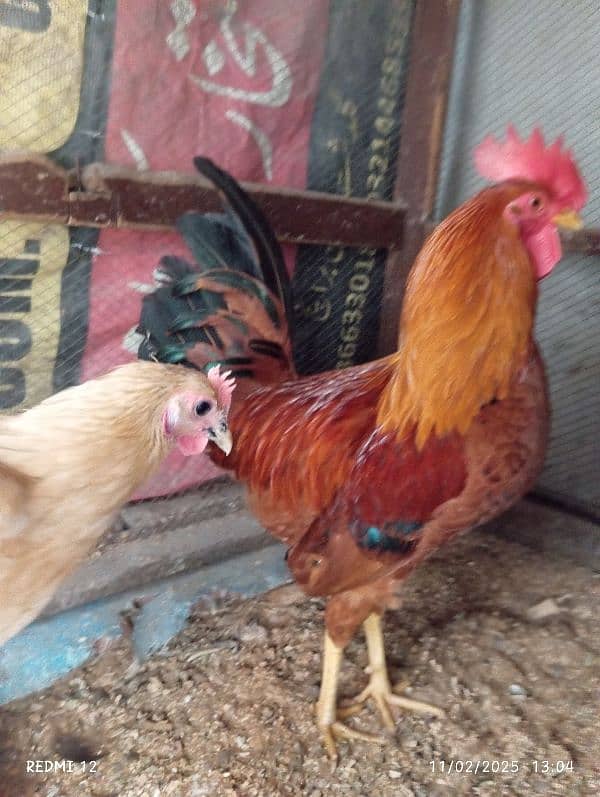 cock hens 4