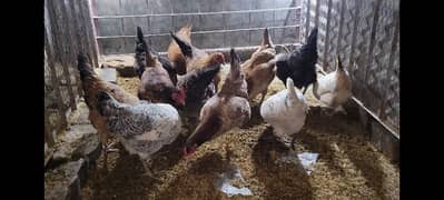 Desi Hens For Sale