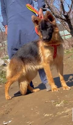 German Shepherd long coat female 7 mahine age cream quality for sale