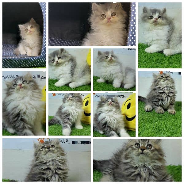 Pure Persian breed kittens available 3