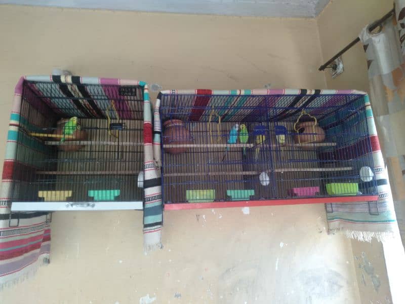 Birds with Cage,s 0