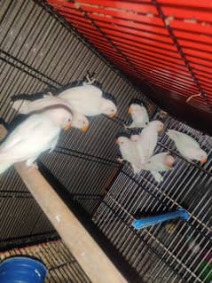 albino red aye blue fishery move Fishery patte