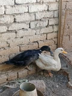 Duck Pair for sale