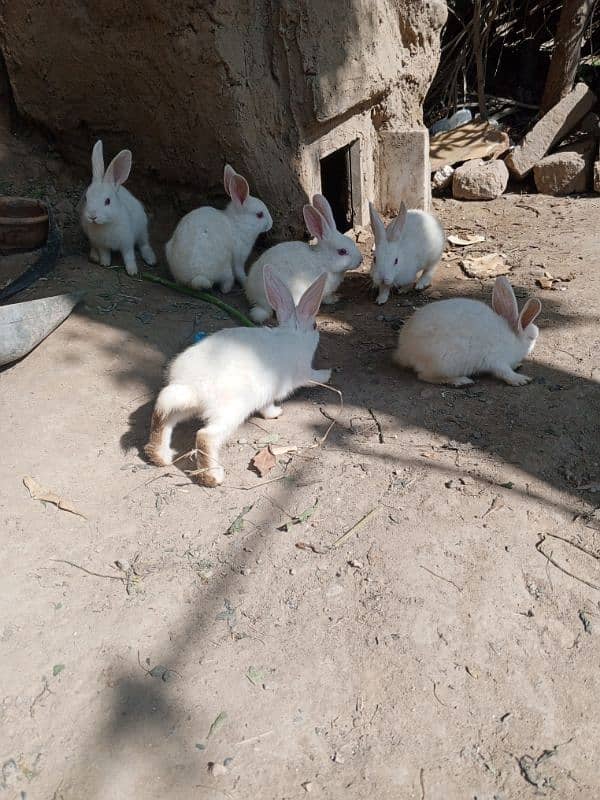 beautiful Rabbits 6