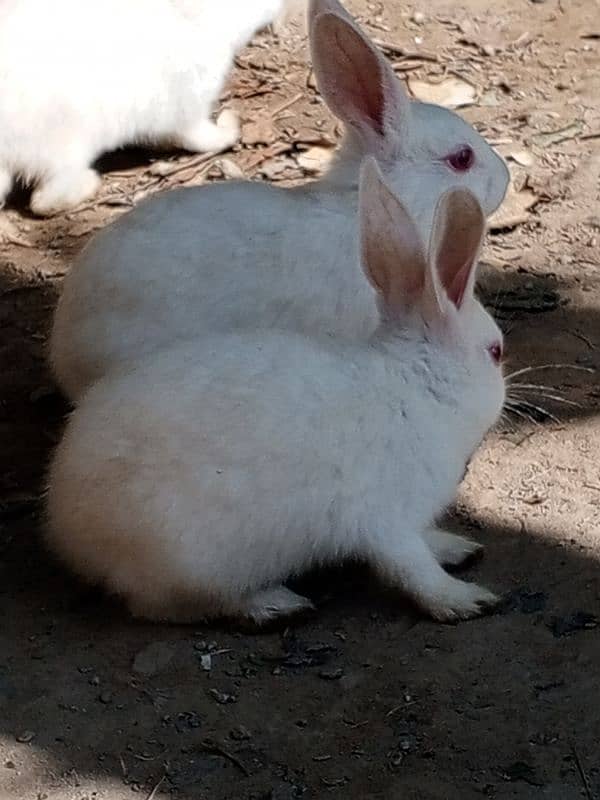 beautiful Rabbits 7