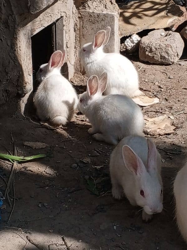 beautiful Rabbits 8