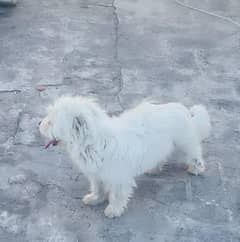 Maltese x shitzu