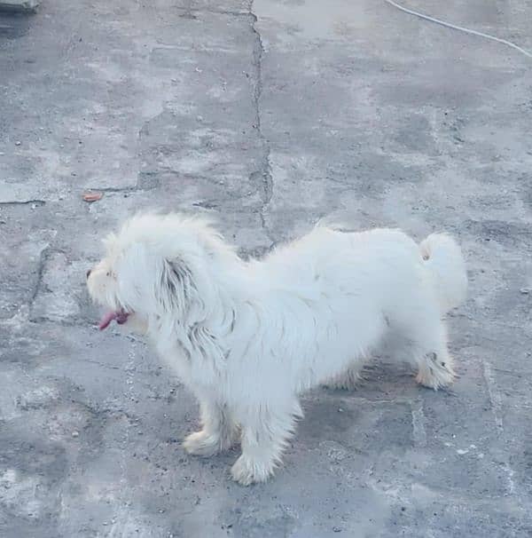 Maltese x shitzu 0