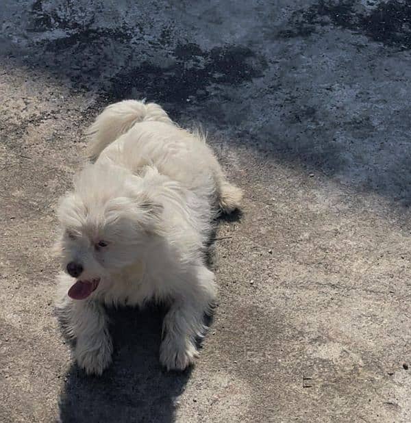 Maltese x shitzu 1