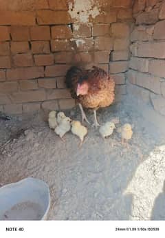 Aseel madi with 6chicks