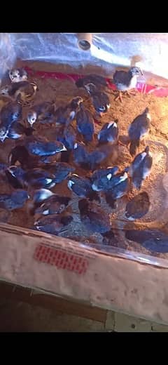 Astralop chicks & eggs available for sale