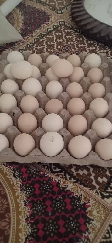 Astralop chicks & eggs available for sale 1