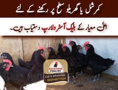 Black Australorp A++ Grade Chicks/Pullets – Healthy & Vaccinated