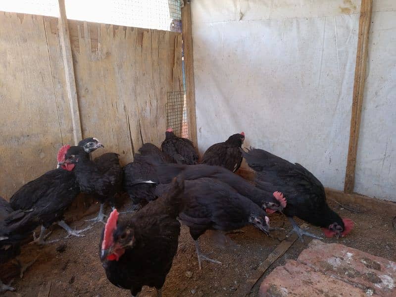 Black Australorp A++ Grade Chicks/Pullets – Healthy & Vaccinated 1