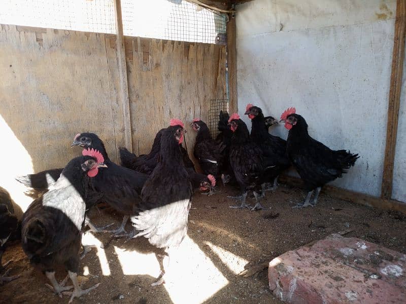 Black Australorp A++ Grade Chicks/Pullets – Healthy & Vaccinated 2