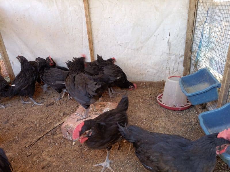 Black Australorp A++ Grade Chicks/Pullets – Healthy & Vaccinated 3