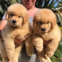 American golden retriever pedigree puppies