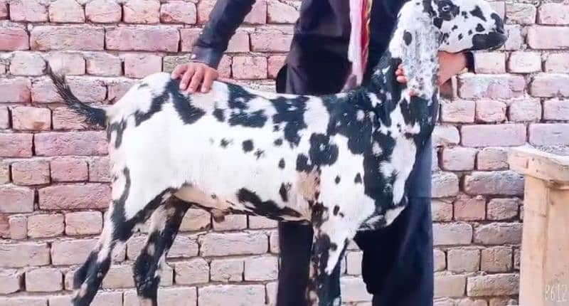 Makk han chini qurbani ke liye Bakra for sale. 03378344583 1