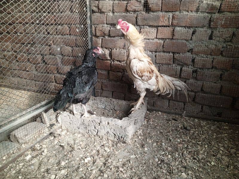 aseel quality pair available for new shelter 2