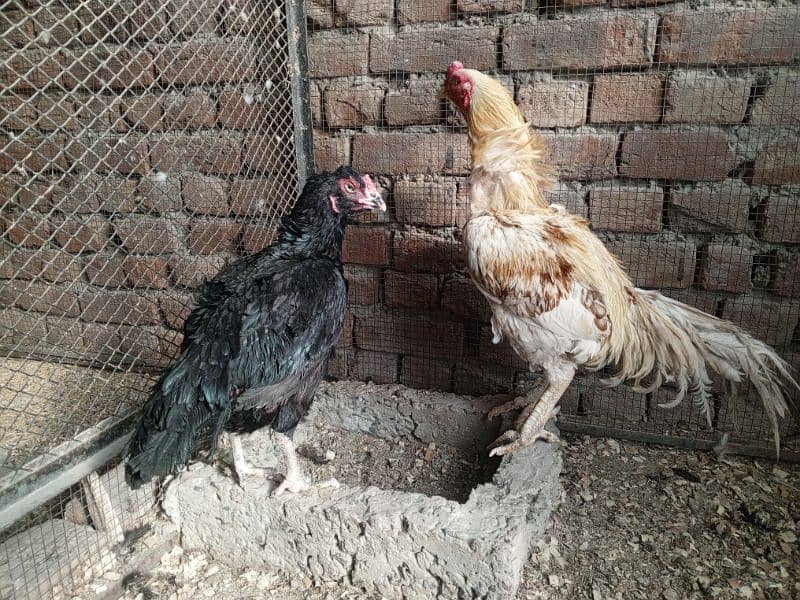 aseel quality pair available for new shelter 3