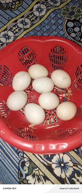 aseel egg for sale 1