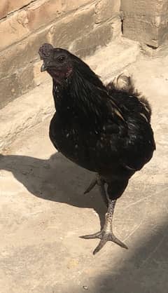 Ayam chemani  cross  breed