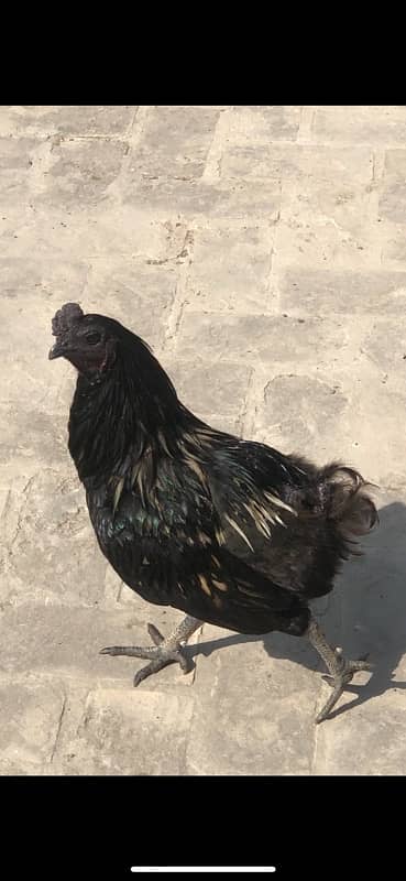 Ayam chemani  cross  breed 1