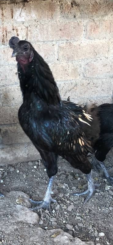 Ayam chemani  cross  breed 2