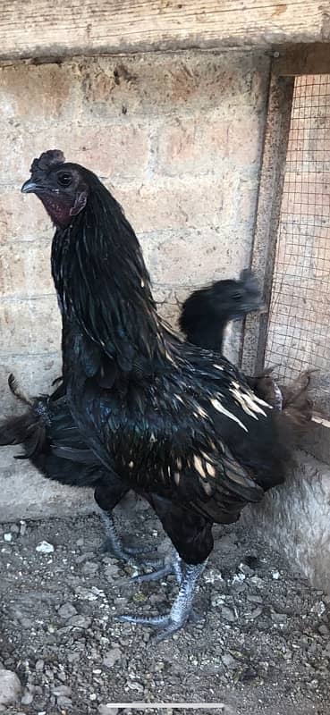 Ayam chemani  cross  breed 3