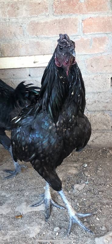 Ayam chemani  cross  breed 4