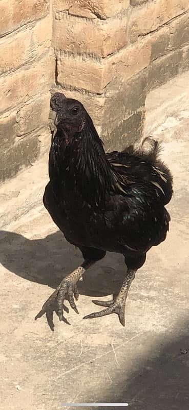 Ayam chemani  cross  breed 5