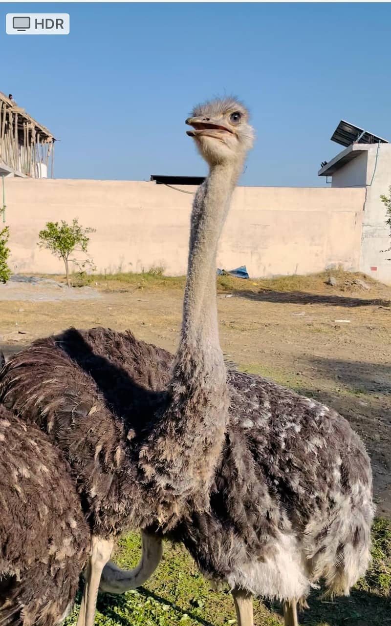 Ostrich 0