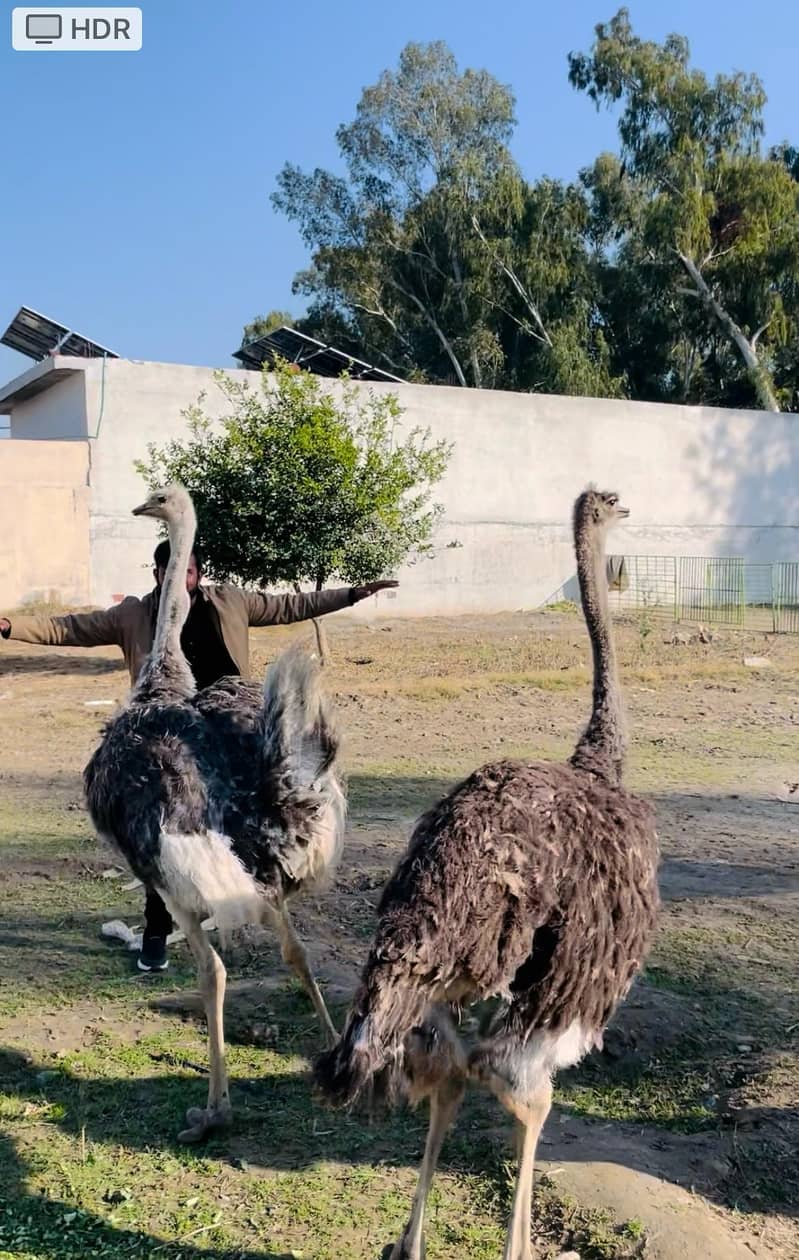 Ostrich 2