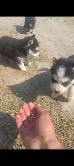 Siberian husky for sale Islamabad