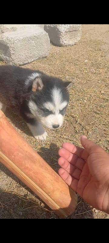 Siberian husky for sale Islamabad 1